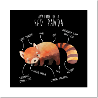 Red Panda Animal Anatomy Posters and Art